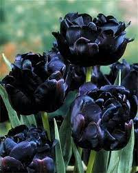 Pin On Flower Tulips