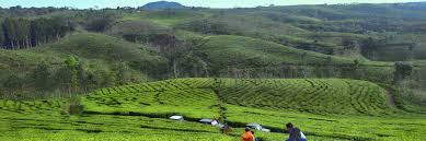 Dibangun pada 1886, menjadikan kebun teh ini lingkungan yang bersejarah karena berdiri sejak jaman kolonial. 4 Wisata Kebun Teh Paling Hits Di Jawa Timur