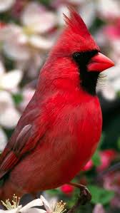 Red Bird Pet Birds Cardinal Birds Backyard Birds