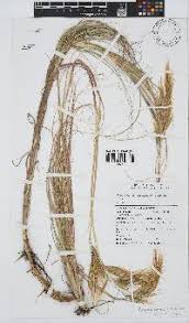 Image result for Jamesbrittenia huillana