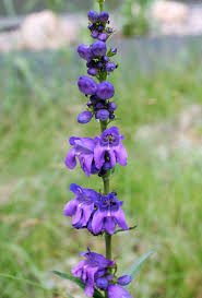 Maybe you would like to learn more about one of these? Penstemon Strictus Rocky Mountain Penstemon Porch Penstemon Strict Beardtongue Rocky Mountain Beardtongue Southeastern Arizona Wildflowers And Plants