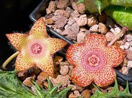 Image result for Tridentea marientalensis