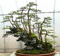 Another is converting landscape trees to bonsai. Finding The Voice Of Your Bonsai Tree Bonsai Outlet