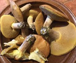 Image result for Suillus weaverae