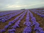 نتیجه تصویری برای بهترین زعفران جهان