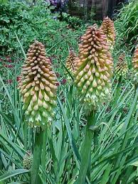 Image result for Kniphofia princeae
