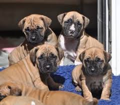 While vague today, we have much information to add over the next few months so please check back. Incredible South African Boerboel Puppies Cape Town Free Classifieds In South Africa