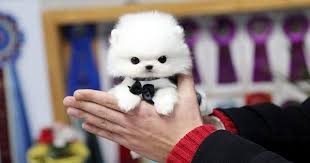 Look at pictures of maltese puppies who need a home. Really Teacup Puppies Online Shopping