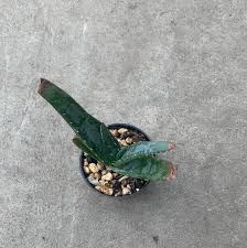 Image result for Aloe suprafoliata