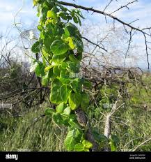 Image result for Cynanchum obtusifolium