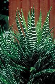 How To Grow A Zebra Cactus Plants Mother Plant Cacti And Succulents
