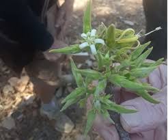 Image result for Vangueriopsis lanciflora