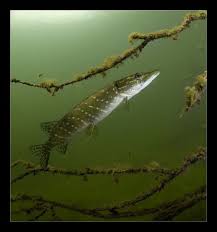 Brochet Freshwater Fish Underwater World Gone Fishing