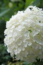 Pin On Flower Shop