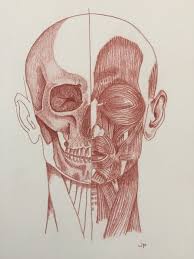 I always start drawing the torso. Anatomy Drawing Skills In Doctor S Practice