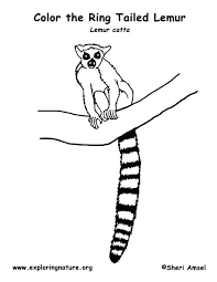 Free lemur coloring pages to print for kids. Lemur Color Coloring Pages