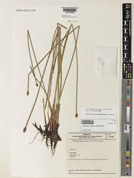 Image result for Eleocharis mutata