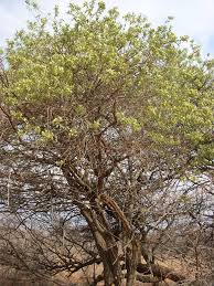 Image result for Maerua schinzii