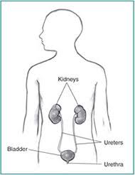The upper parts of the kidneys are partially protected by lower ribs, and each whole kidney and adrenal gland are surrounded by two layers of fat (the perirenal and pararenal. Learn About Your Kidneys Kidney Disease American Kidney Fund Akf