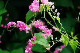Pin On Coral Vine