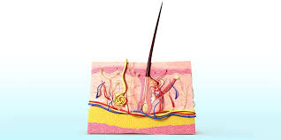 Tujuan utama kulit mengeluarkan keringat adalah. 7 Fungsi Kulit Manusia Dan Cara Menjaga Kesehatannya