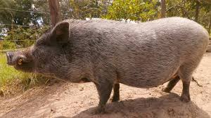 Welcome to az micro mini pigs. Potbellied Pigs As Pets Is This The Right Pet For You