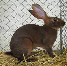 Belgian Hare Wikipedia