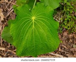 Image result for Piper umbellatum