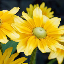 Image result for Rudbeckia Paradisio