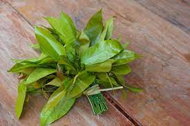 Check spelling or type a new query. Manfaat Daun Melinjo Untuk Kesehatan Tubuh Manusia