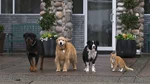 Então isso é o melhor local. Cats Dogs 3 Paws Unite 2020 Imdb