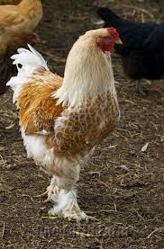 Simak Daftar Harga Ayam Brahma Terbaru Di Tahun 2020