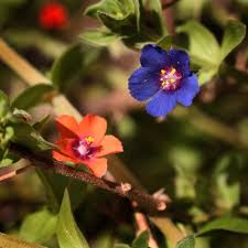 Image result for Anagallis pumila