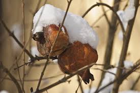 Although it prefers warmer climates similar to those of the mediterranean, slightly cooler as such, zones 11 and above are not recommended. Winter Care For Pomegranate Trees Tips For Overwintering Pomegranate Trees