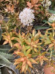 Image result for Crassulaceae