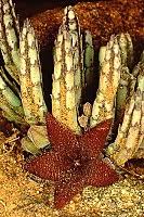 Image result for Neoschumannia cardinea