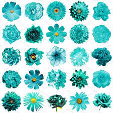 If you click on my archive button all posts are sorted in to colors. 25 Turquoise Flowers Isolated High Quality Nature Stock Photos Creative Market