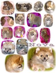 Pomeranian Color Changes Pomeranian Colors Pomeranian New Puppy