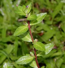 Image result for Lythraceae