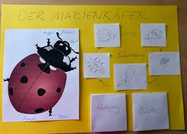 Die vorlagen sind neutral gestaltet und universell einsetzbar. Wiese Lapbook Marienkafer Grundschule Und Basteln Der Blog Von Beate Kurt