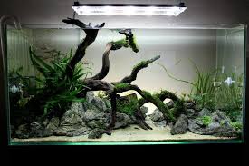 Various Member S Tank Uk Aquatic Plant Society Facebook Fish Aquarium Decorations Fresh Water Fish Tank Aquascape Aquarium