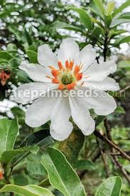 Image result for Xylia africana