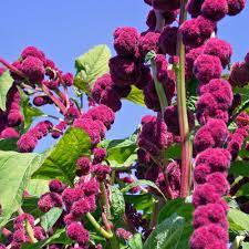 Dreadlocks Amaranthus Flower Seeds Annual Flowers Amaranthus