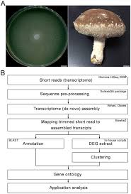 Growth rate in order to increase this production, bioprocess was introduced in plant cell cultures. Comparative Transcriptome Analysis Of Dikaryotic Mycelia And Mature Fruiting Bodies In The Edible Mushroom Lentinula Edodes Scientific Reports