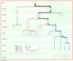 Primate Taxonomy Chart Pt 1 4 Diagram Quizlet
