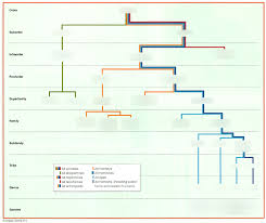 primate taxonomy chart pt 1 4 diagram quizlet