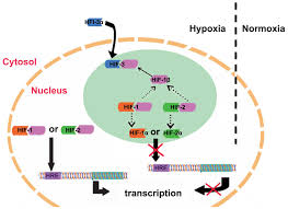 Så startar hif mot falkenberg. Progress On Hypoxia Inducible Factor 3 Its Structure Gene Regulation And Biological Function Review
