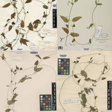 Image result for Bothriocline quercifolia