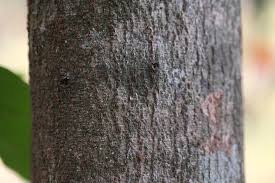 Boil the solution to the point when. Ashoka Tree Facts And Health Benefits