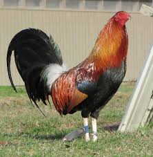 Pin On Aves En General